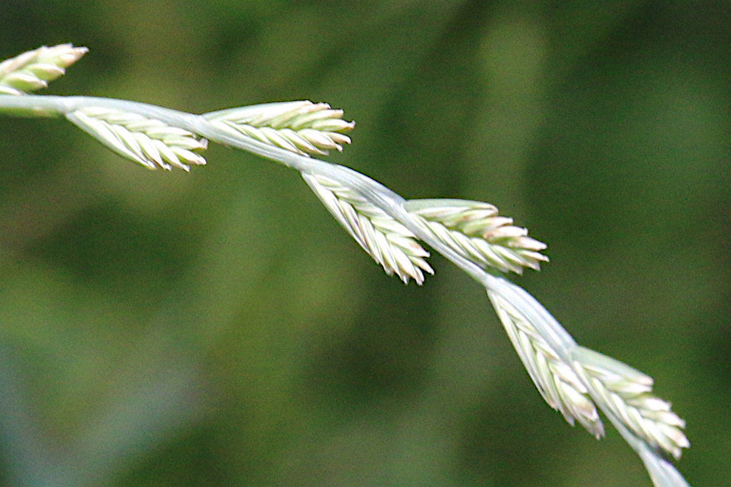 Annual ryegrass (Lolium rigidum)